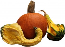 pumpkin and squash pumpkin and squash